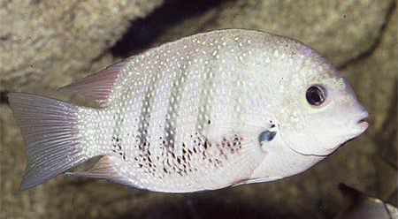 ETROPLUS SURATENSIS